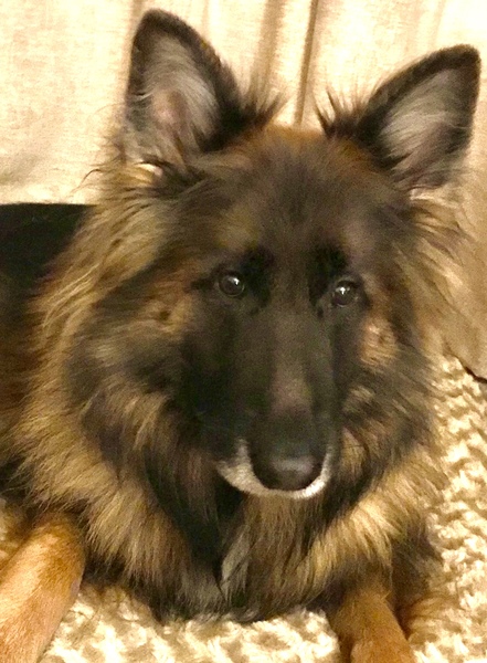 To think that puppies should be illegal?
