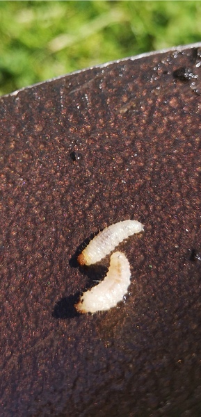 Pest ID