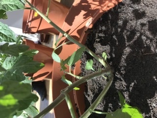 How big a pot do I need for tomato plants?