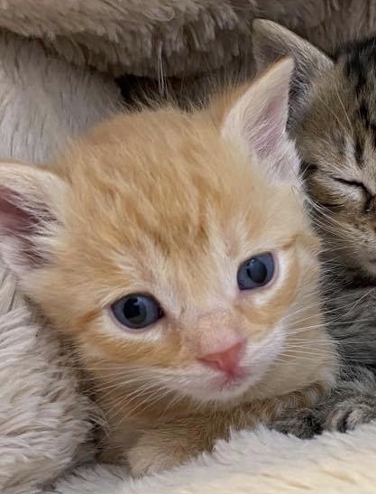 Suggestions please for kitten names!