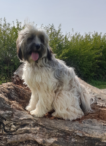 Advice on breed