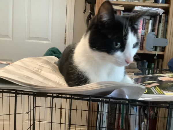 A thread for calm - peace, happy thoughts, support.