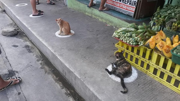 Pahahaha! So, you know what happens when cats see a chalk square? Well...