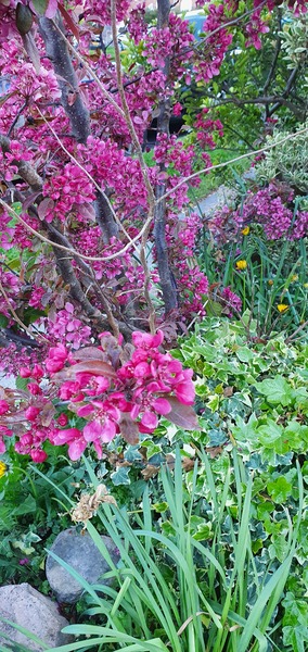 Please help me ID the shrubs in my garden