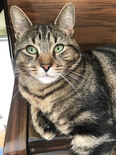 Cat/kitten photos.