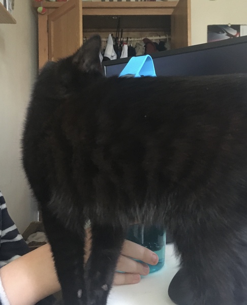 My black cat has secret stripes