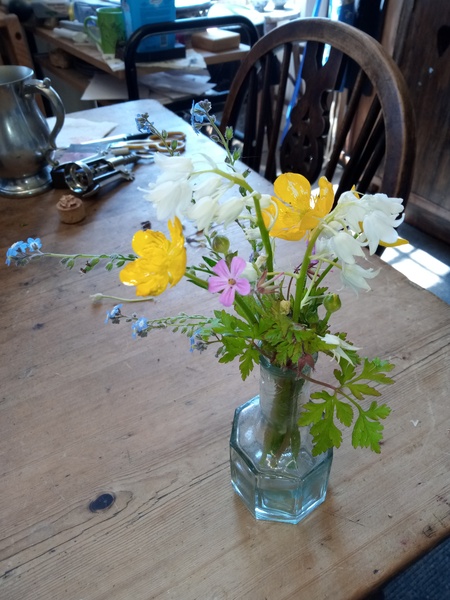 Wildflower ID help pls