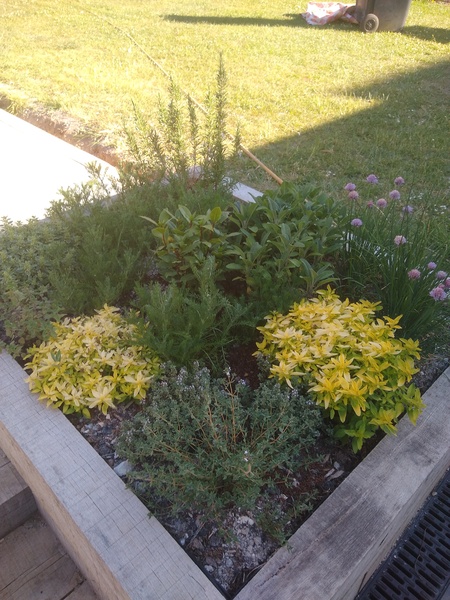 Creating a herb garden