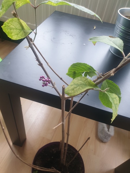What type of plant?