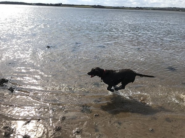 Dog DNA tests