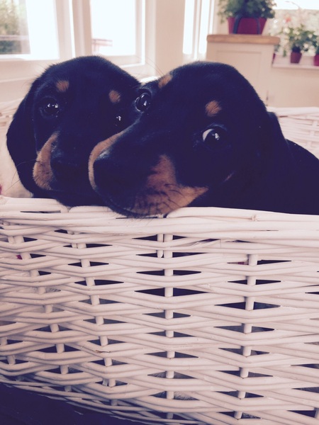 To think that puppies should be illegal?