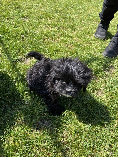 New Puppy