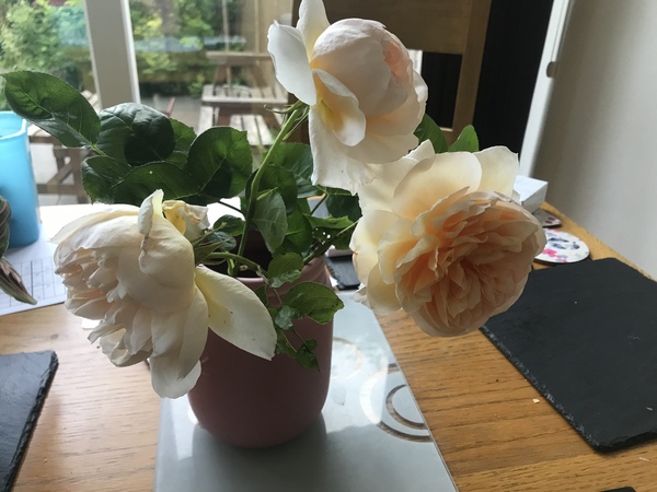 David Austin Rose