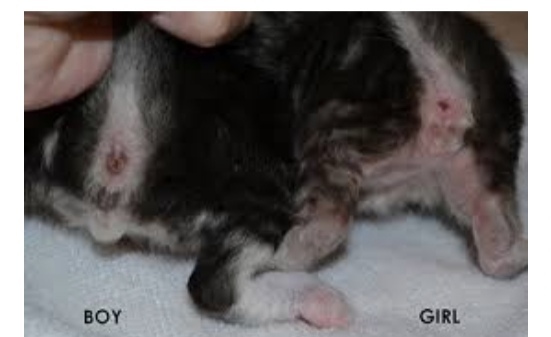 Is my kitten a boy or a girl?