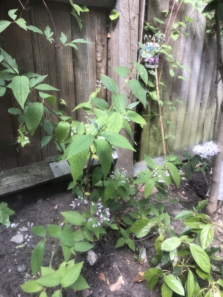 A plant ID please