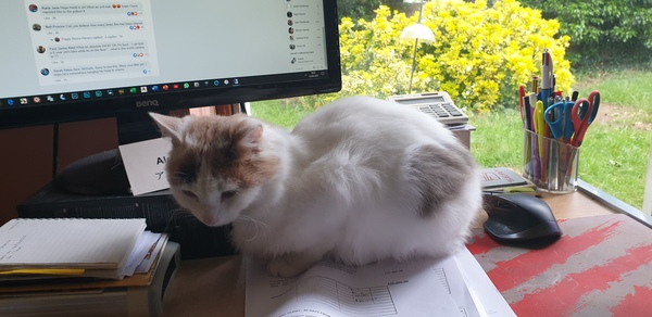 Cat looking scrawny