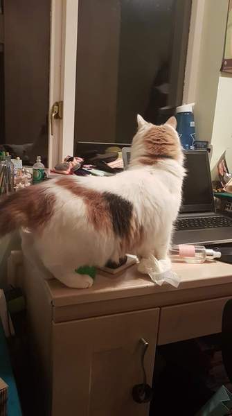 Cat looking scrawny