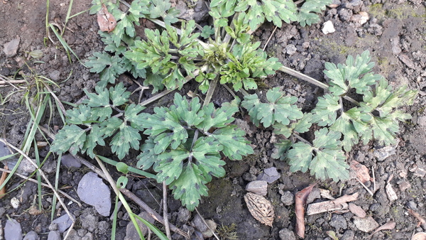 Is this a weed or a geranium?