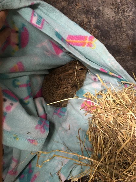 Rabbit kitten has moved into our coal bunker