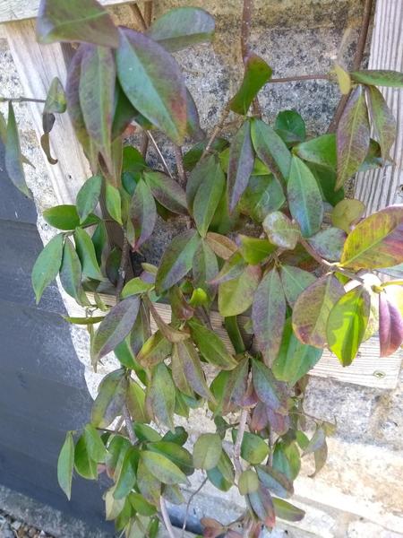 plant ID please