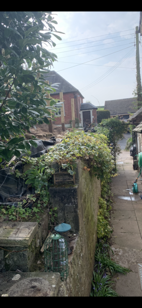 Screen plant approx 1.5 m (not hedge) partial shade?