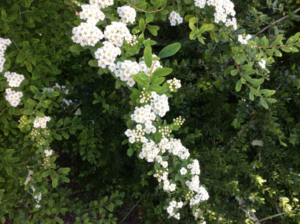 Please can you name this shrub?