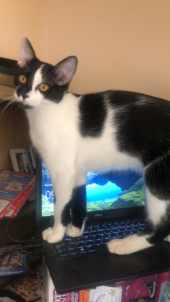 WFH Cats 🐈