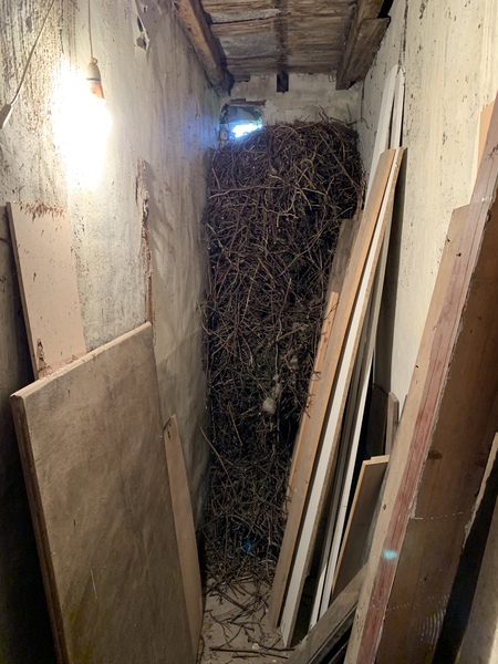 Anyone know what bird builds this nest?