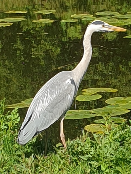 Can I ask those who are walking what do you see on your everday walk?