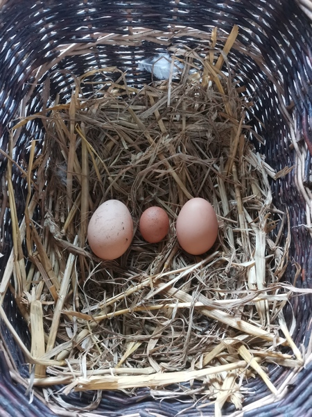 Our hen laid a torpedo