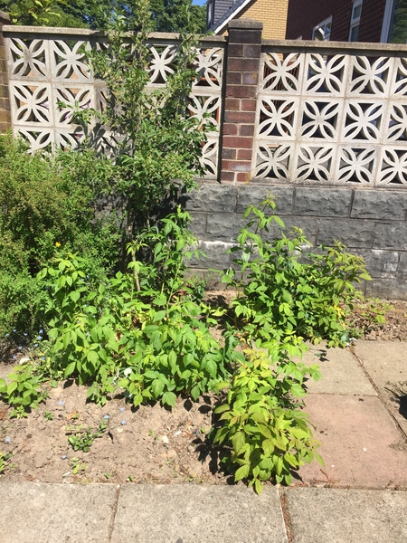 Anyone know what this is