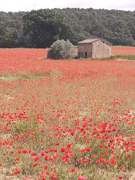 Westministenders: Reployed back to No Deal Planning