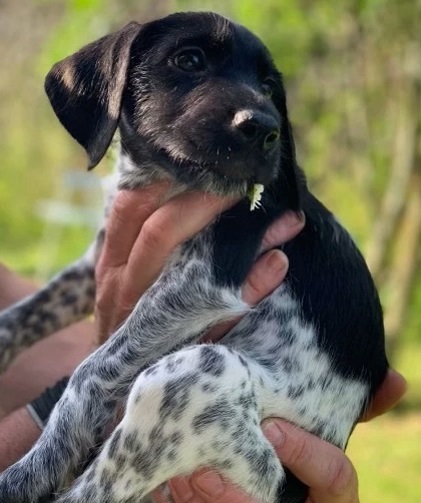 To think that puppies should be illegal?