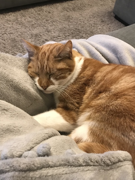 Cat/kitten photos.