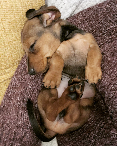 To think that puppies should be illegal?