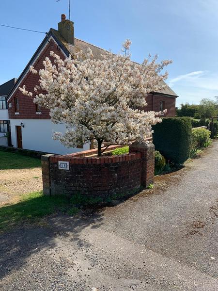 Blossom tree ID please?