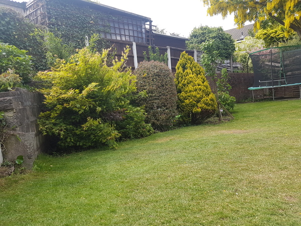 How much for a pleached hedge?