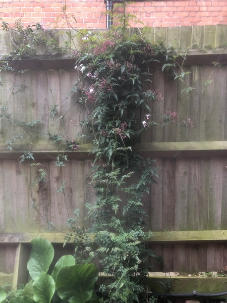 What is this climber please?
