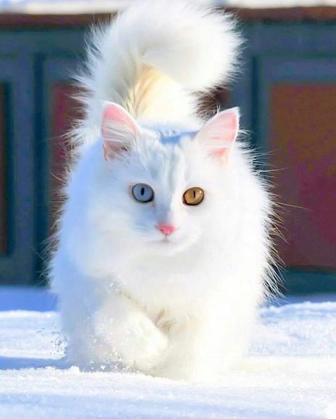 More affectionate cat breeds