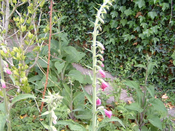 Can you identify this plant