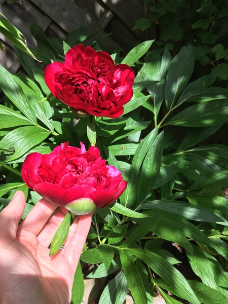 Westminstenders: Following the EU lead