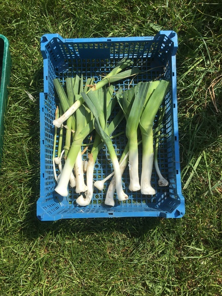 Allotment/Veg Patch Thread 15 - will winter ever end?