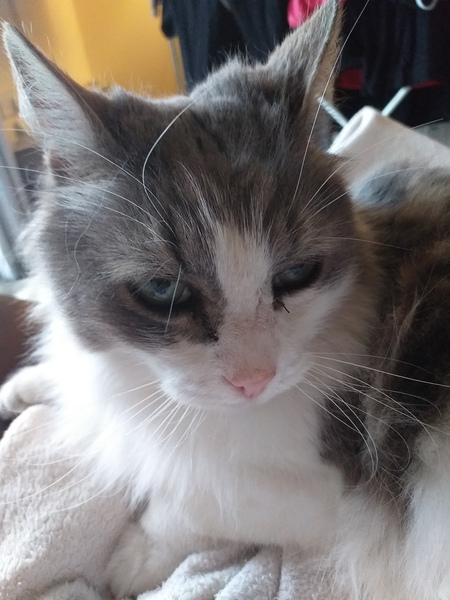 To really not understand why people are OK with cats