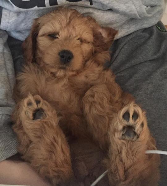 To think that puppies should be illegal?