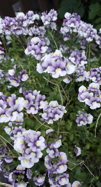 Plant identity please!