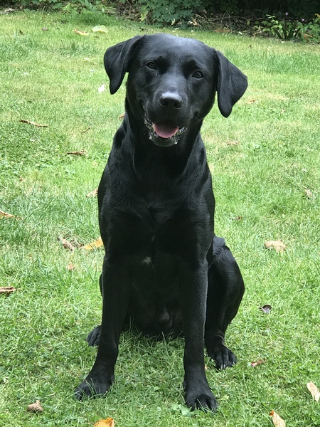silver labradors