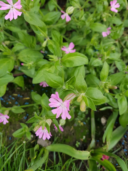 Plant ID please