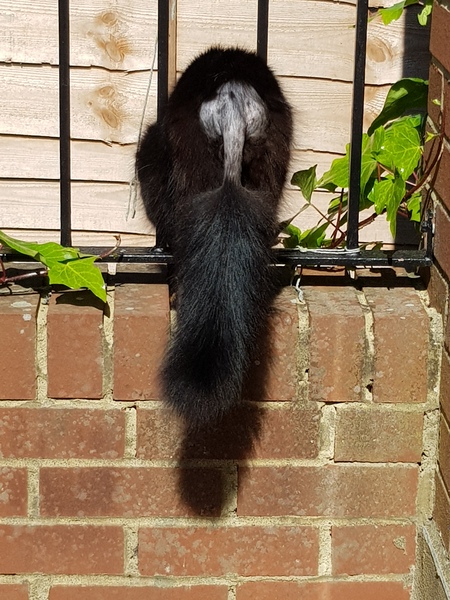 Thug Cat part 2. What, has this thing appeared again tonight?