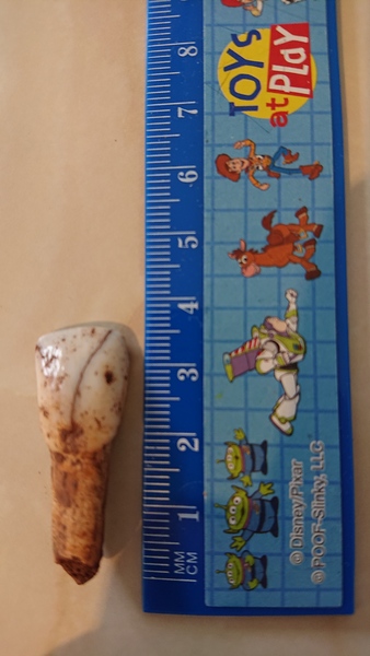 Who's tooth is this??