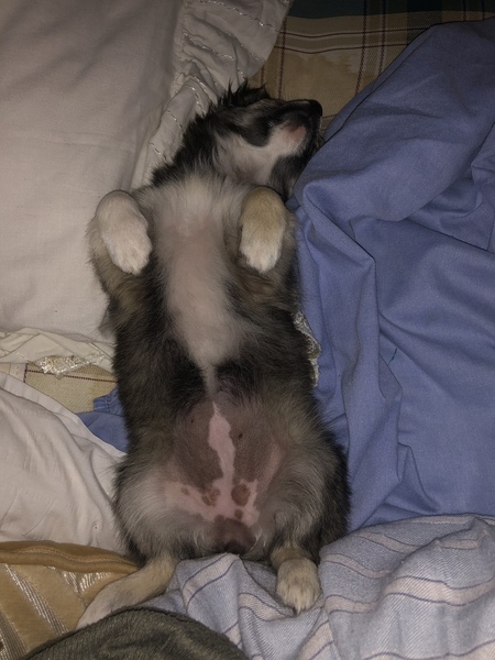 To think that puppies should be illegal?